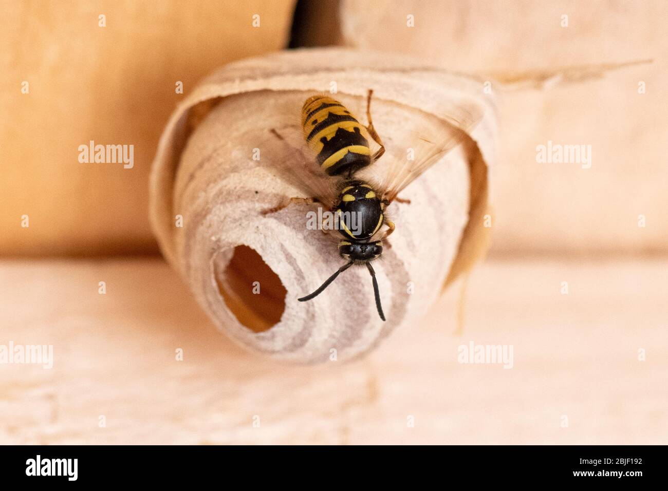 Nest. WASP. Queen Wasp edificio un nido attaccato all'interno di un giardino capannone tetto - Regno Unito Foto Stock