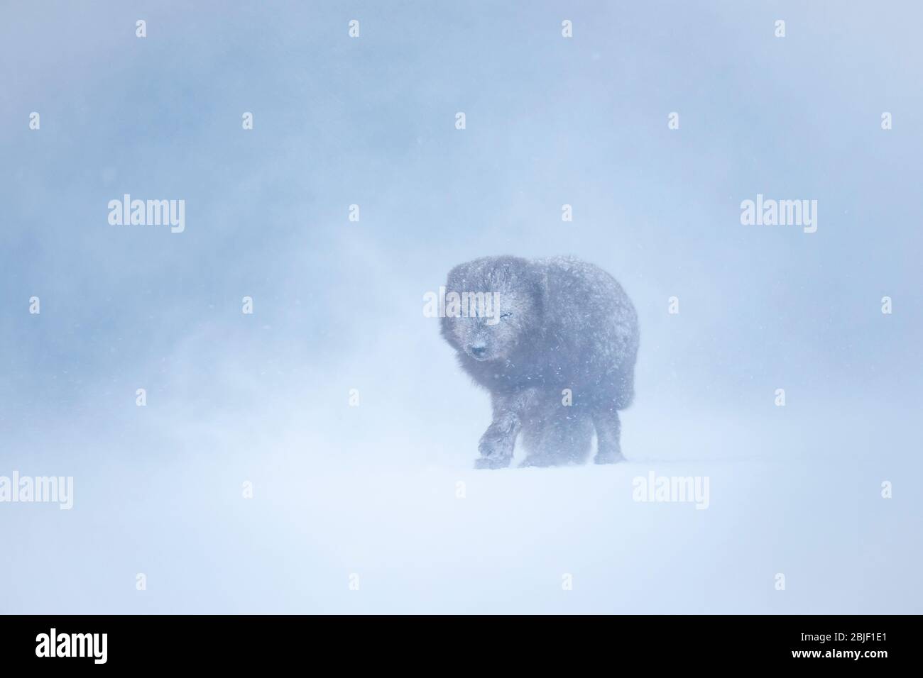 Volpe artiche (lagopus di Vulpes) che cammina attraverso una tempesta di neve Foto Stock