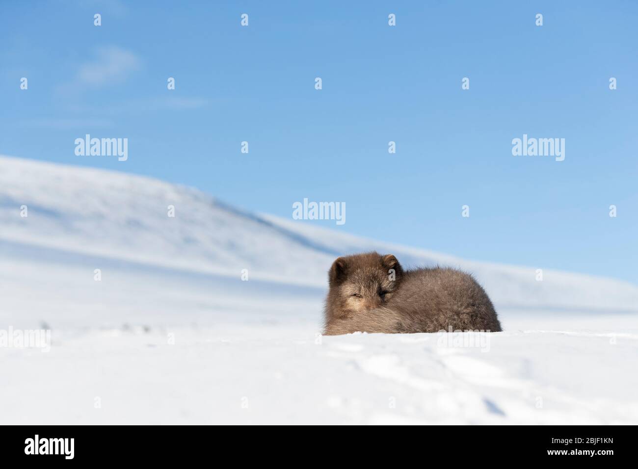 Volpe artica (Vulpes lagopus) che riposa in montagna Foto Stock