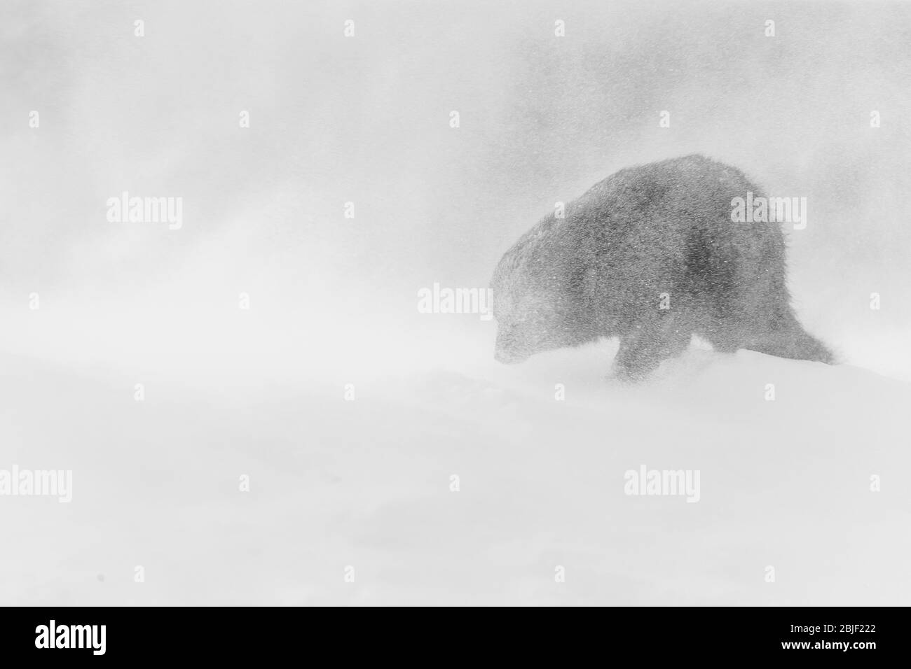 Volpe artiche (lagopus di Vulpes) che cammina attraverso una tempesta di neve Foto Stock