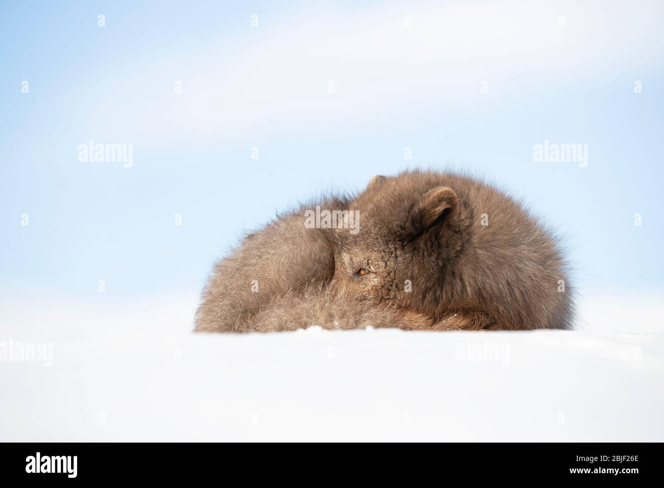 Volpe artica (lagopus di Vulpes) che riposa nella neve Foto Stock