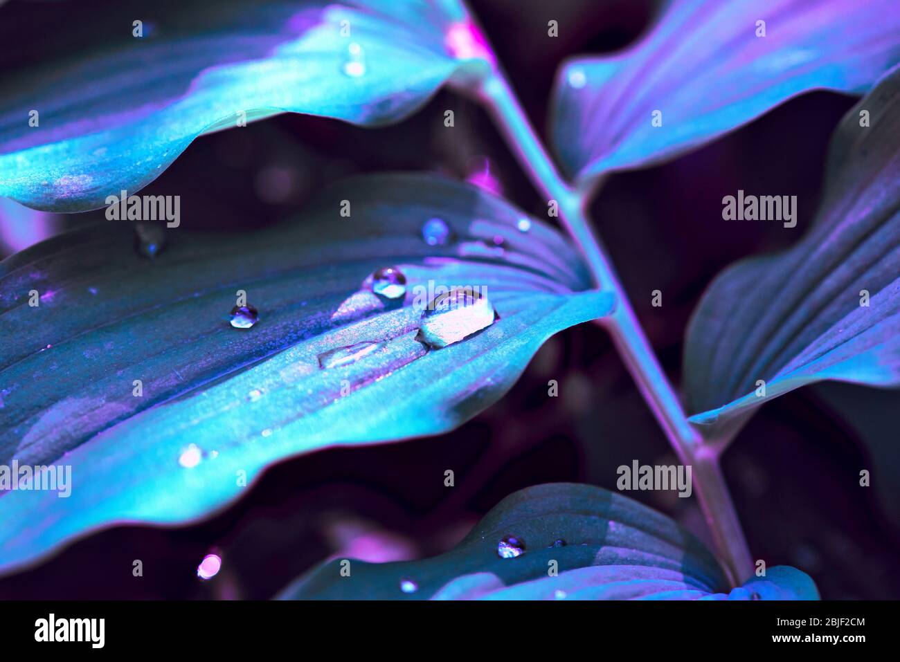 Natura sfondo di foglie fresche nei colori blu e viola. Texture foglie naturali. Foto Stock