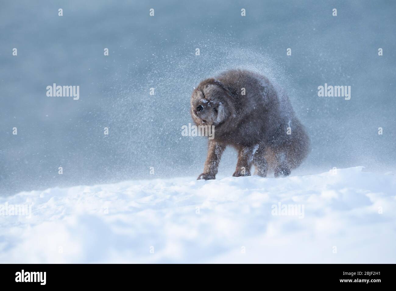 Volpe artica (lagopus di Vulpes) che scuote la neve Foto Stock