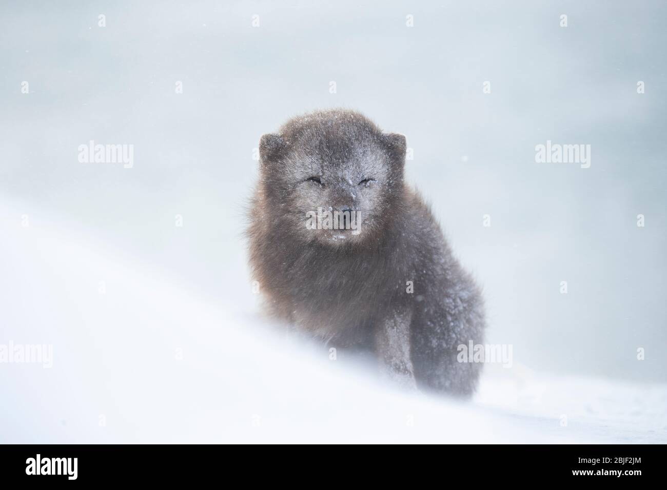 Volpe artica (lagopus di Vulpes) seduta in una tempesta di neve Foto Stock