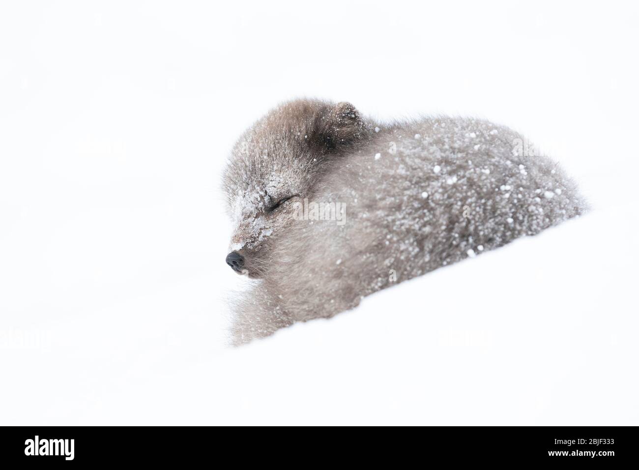 Volpe artiche (lagopus di Vulpes) che dorme in una tempesta di neve Foto Stock