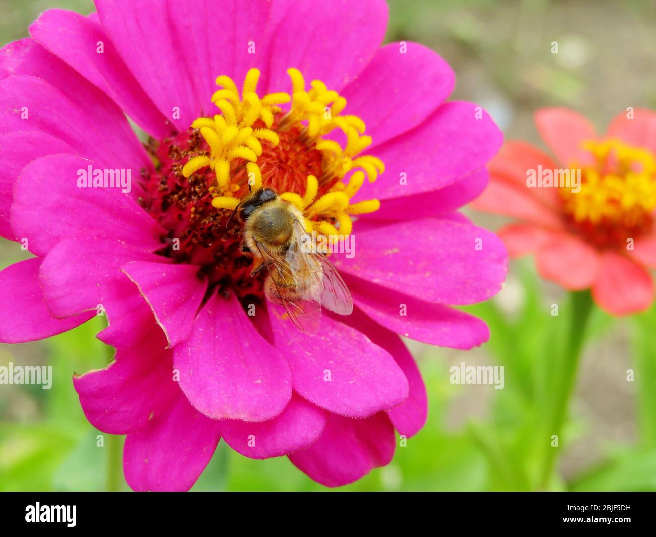 Ape raccoglie polline dai fiori zinnia, macro colpo. Produzione di miele, primavera ed estate Foto Stock
