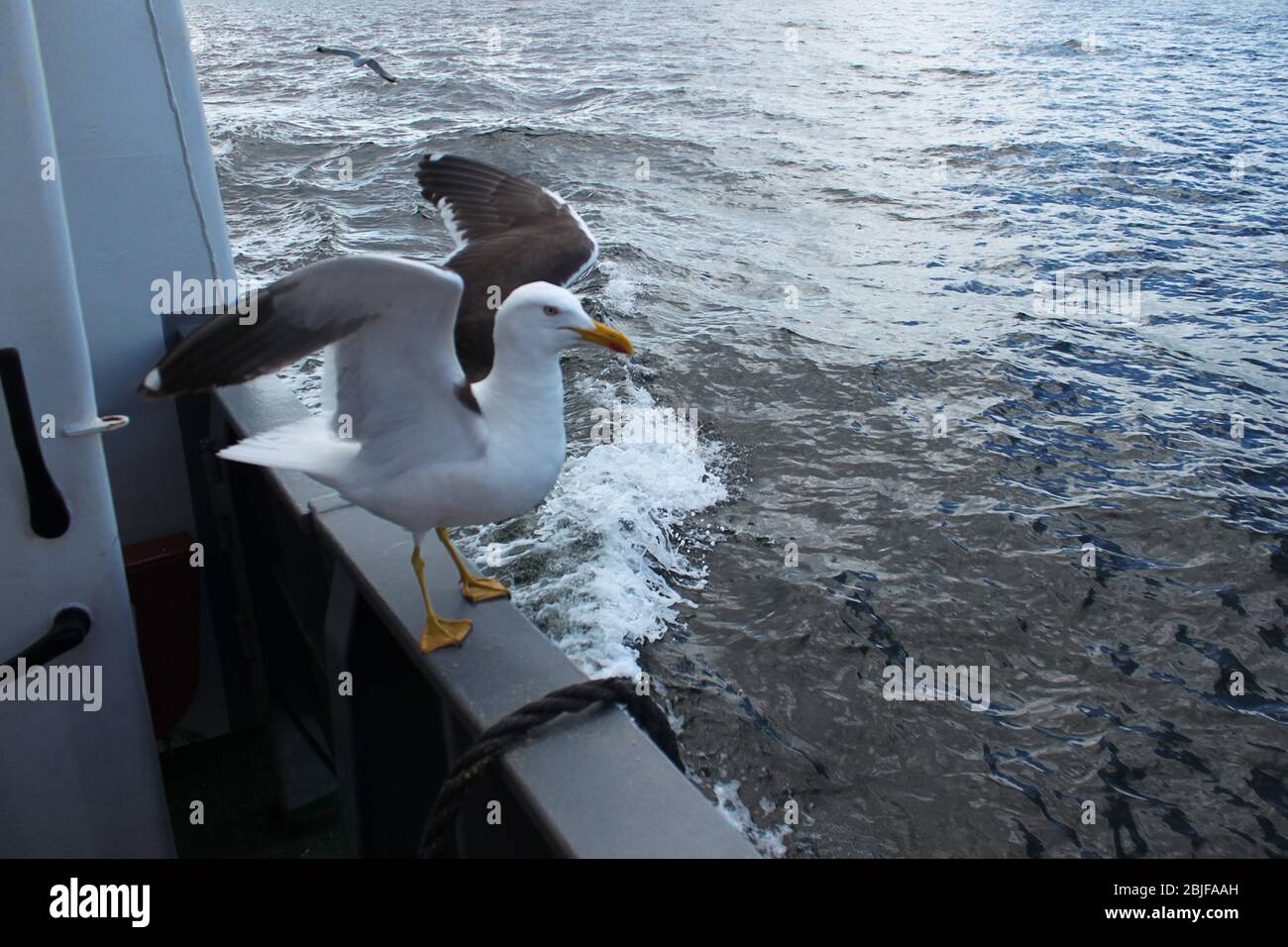 Seagull Lesser Larus Seagull con fondo nero atterrato sulla nave in ringhiera sullo sfondo del Mar Bianco. Foto Stock