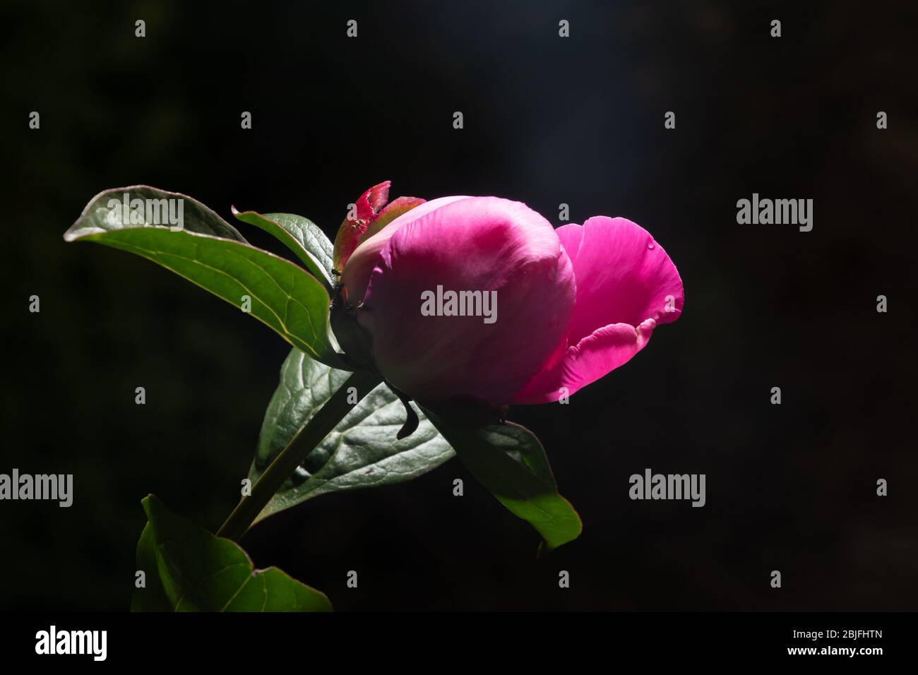 Germoglio di peonia rosa con un tocco di luce solare al tramonto. Biglietto di auguri per la giornata delle madri. Foto Stock