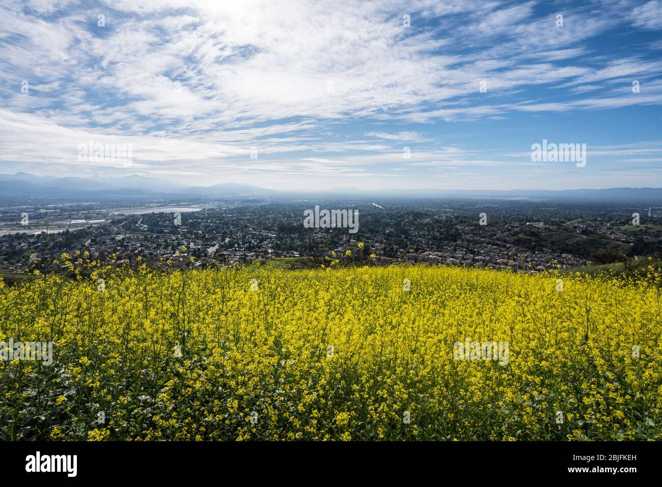 Senape wildflower prato collina con e suburbano nord Los Angeles in background. Foto Stock