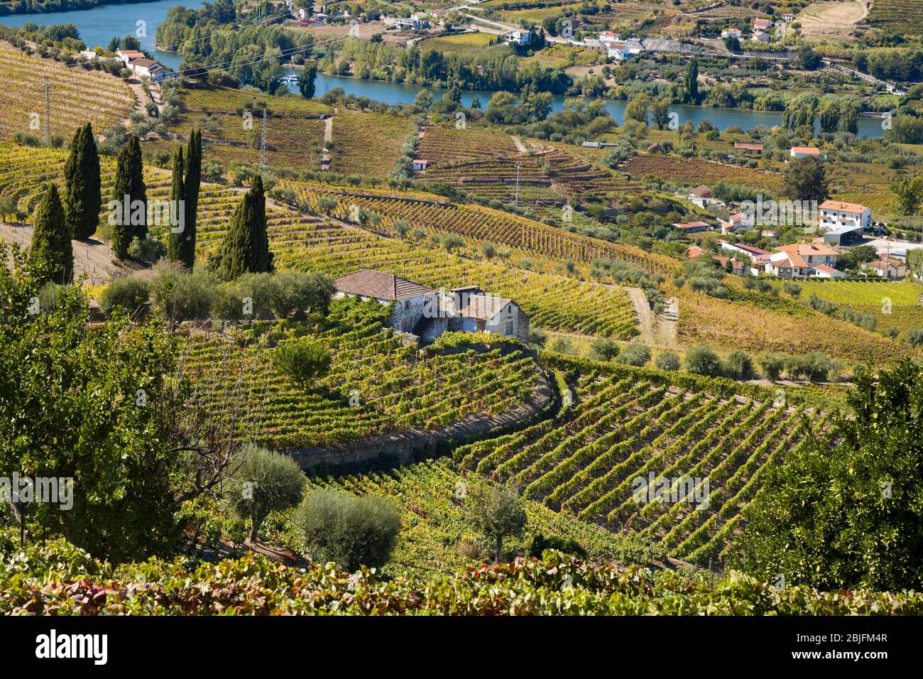 Vigneti e cantine sulle verdi pendici collinari e le rive verdeggianti della regione del fiume Douro a nord di Viseu in Portogallo Foto Stock