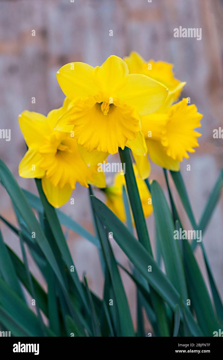 Primo piano dettaglio del Maestro olandese Narcissus in fiore in primavera. Daffodil Dutch Master è un daffodil tromba divisione 1 con fiori gialli dorati. Foto Stock