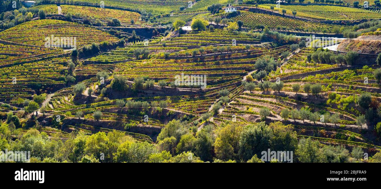 Vigneti sulle verdi colline verdeggianti e le rive del fiume Douro regione a nord di Viseu in Portogallo Foto Stock