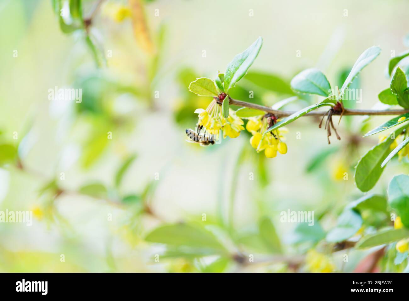 Dettaglio di un'ape capovolta su fiori gialli di un cespuglio offuscato Foto Stock