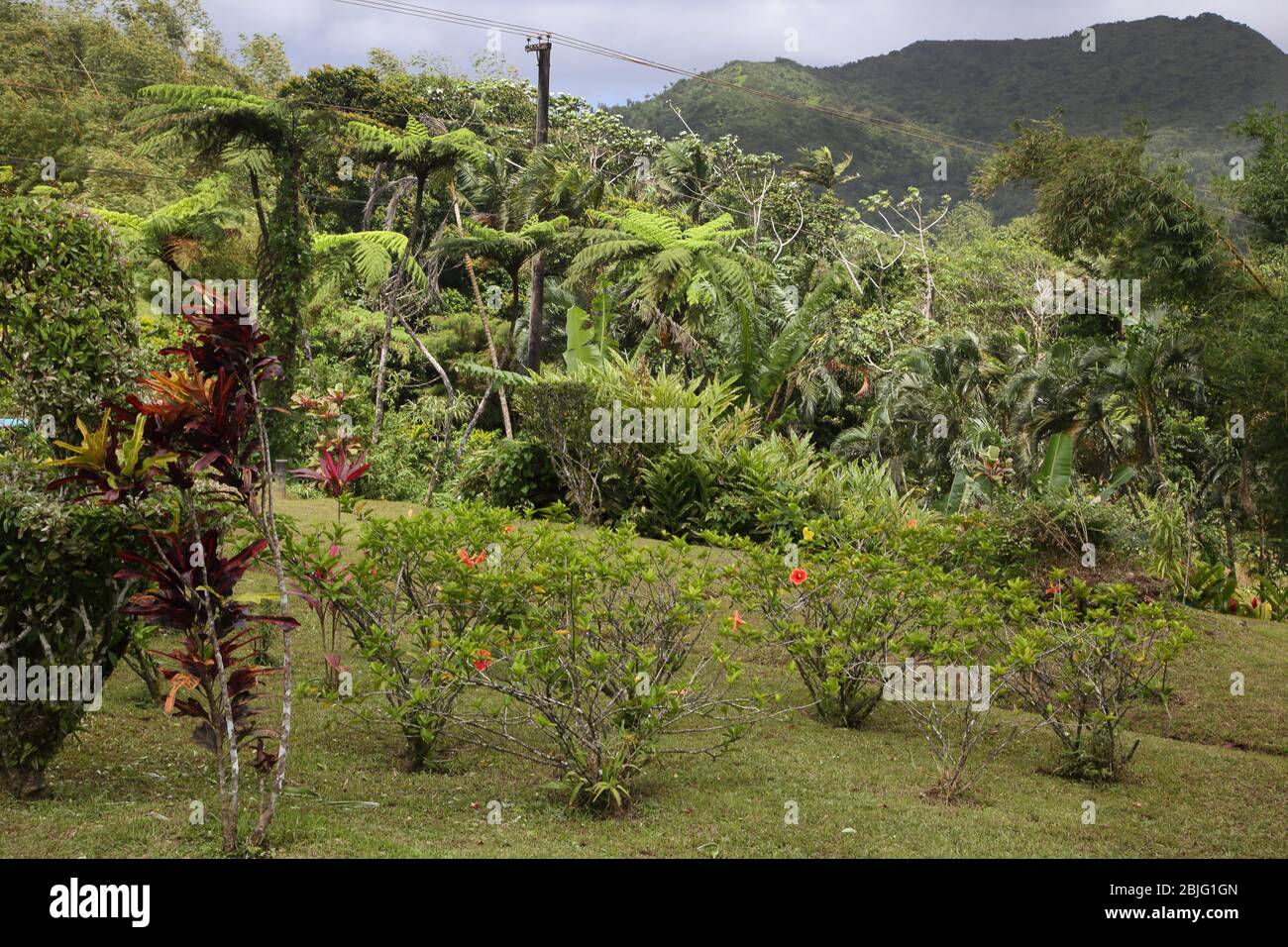 Riserva della foresta di Grand Etang Grenada Foto Stock