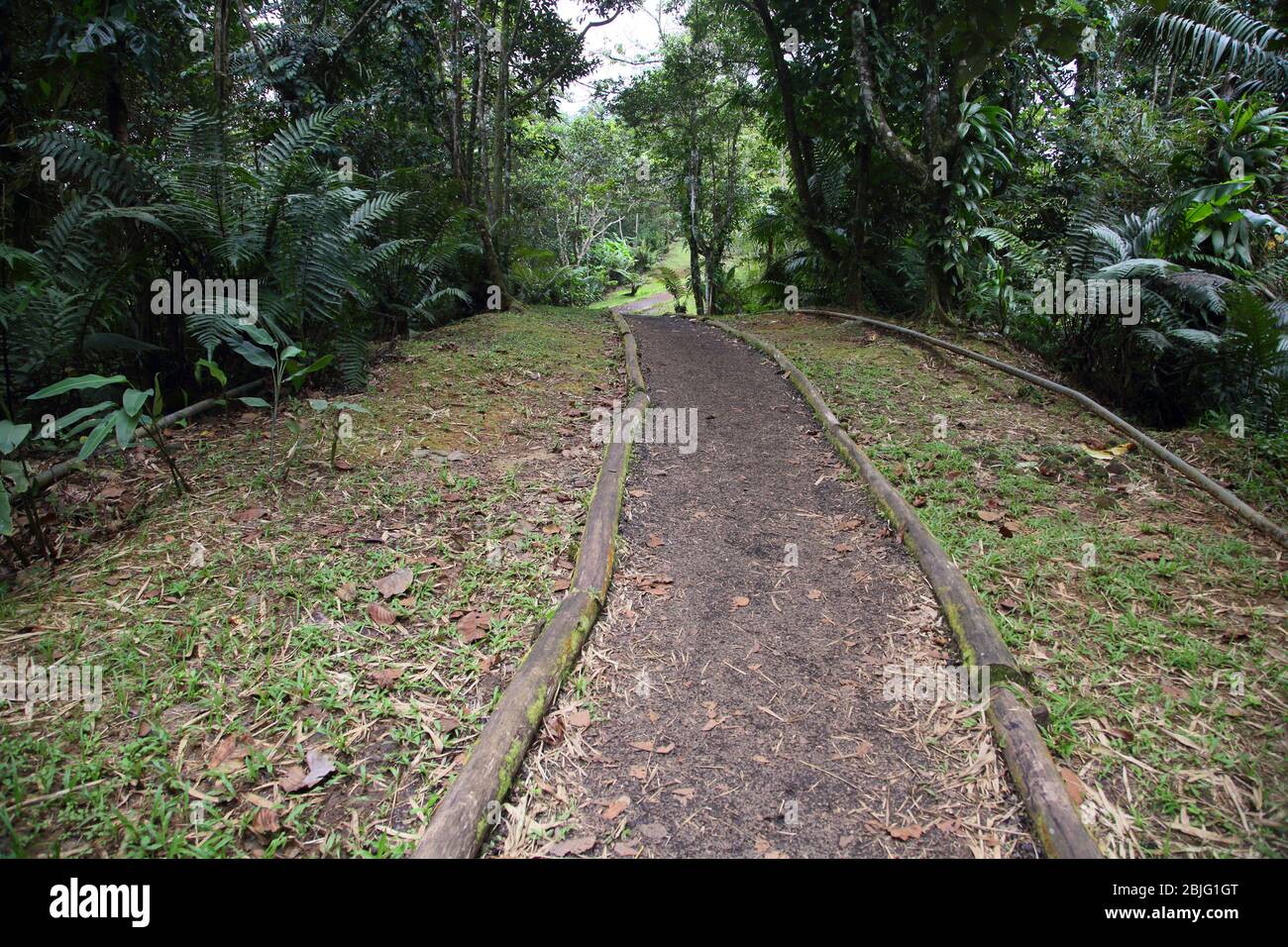 Riserva della foresta di Grand Etang Grenada Foto Stock
