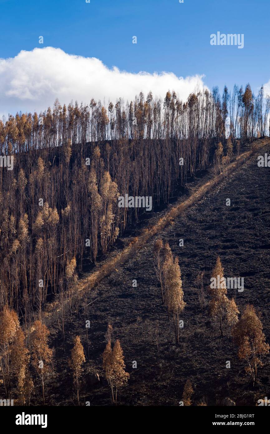 Serra do Marao catena montuosa e il fuoco ha danneggiato gli alberi bruciati sul pendio di montagna dopo il fuoco selvaggio del 2017 in Portogallo. Foto Stock