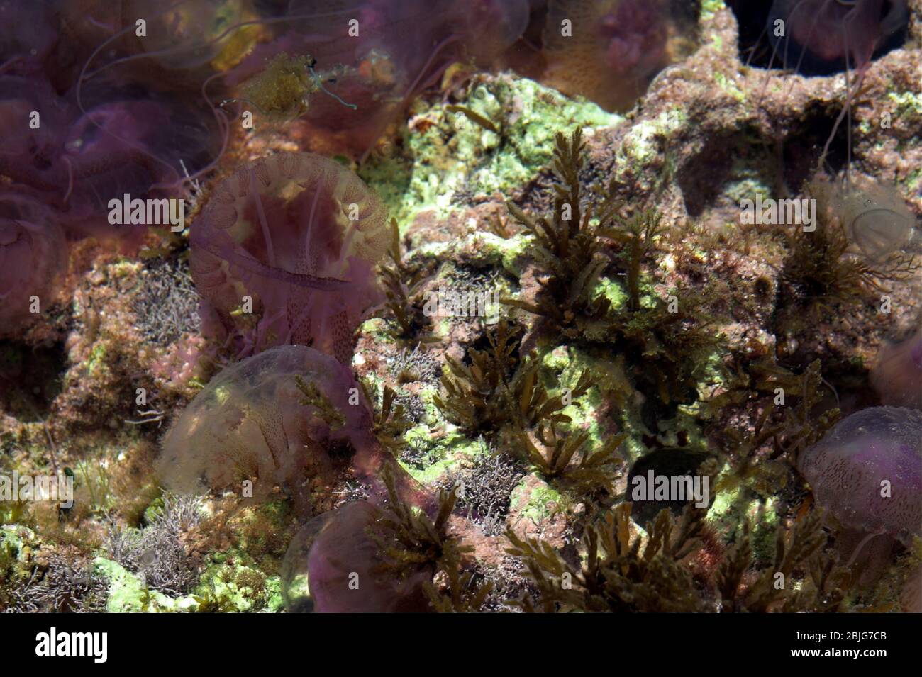 Malta. Meduse in acque costiere poco profonde. Quallen im flachen Küstenwasser. Meduza w płytkiej przybrzeżnej wodzie. 馬耳他。 水母在淺沿海水中。Textur Texture 質地 Foto Stock