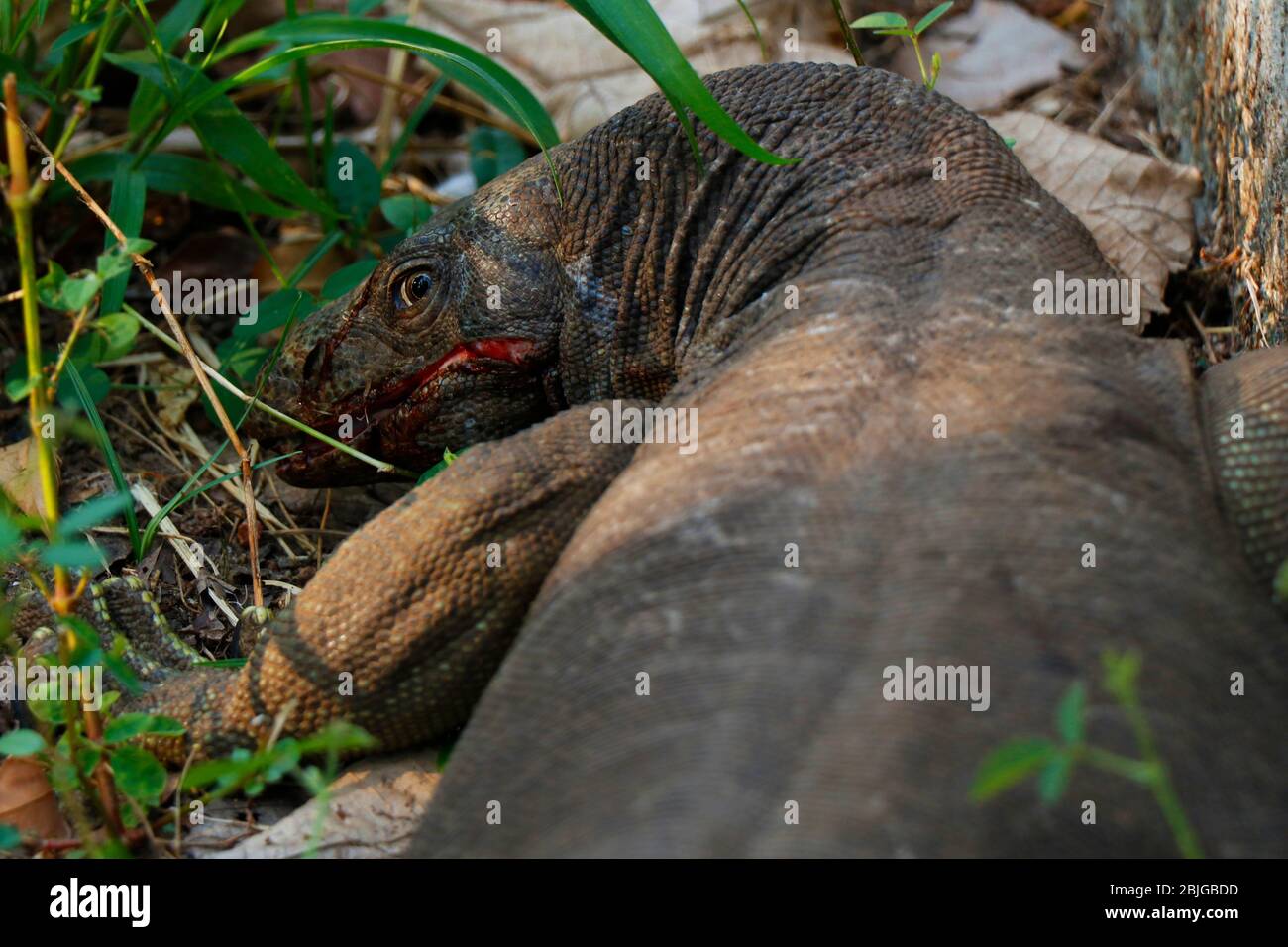 Monitorare la lucertola infortunata da un veicolo durante l'attraversamento della strada, la sicurezza e la protezione degli animali Foto Stock