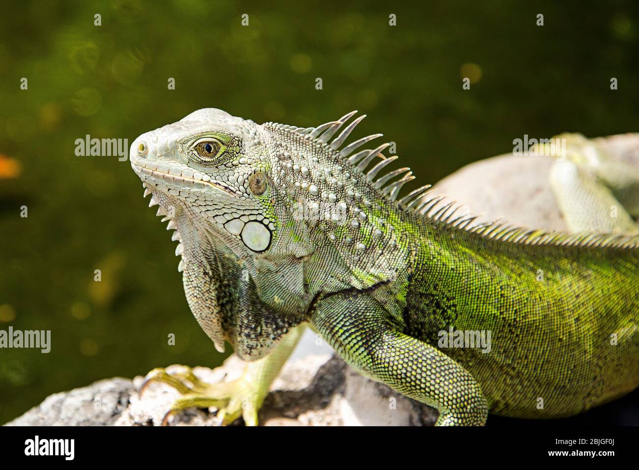 Una iguana verde si bagna su una roccia a San Juan Puerto Rico. Questi grandi rettili non sono nativi dell'isola e sono una specie invasiva. Sangue freddo Foto Stock