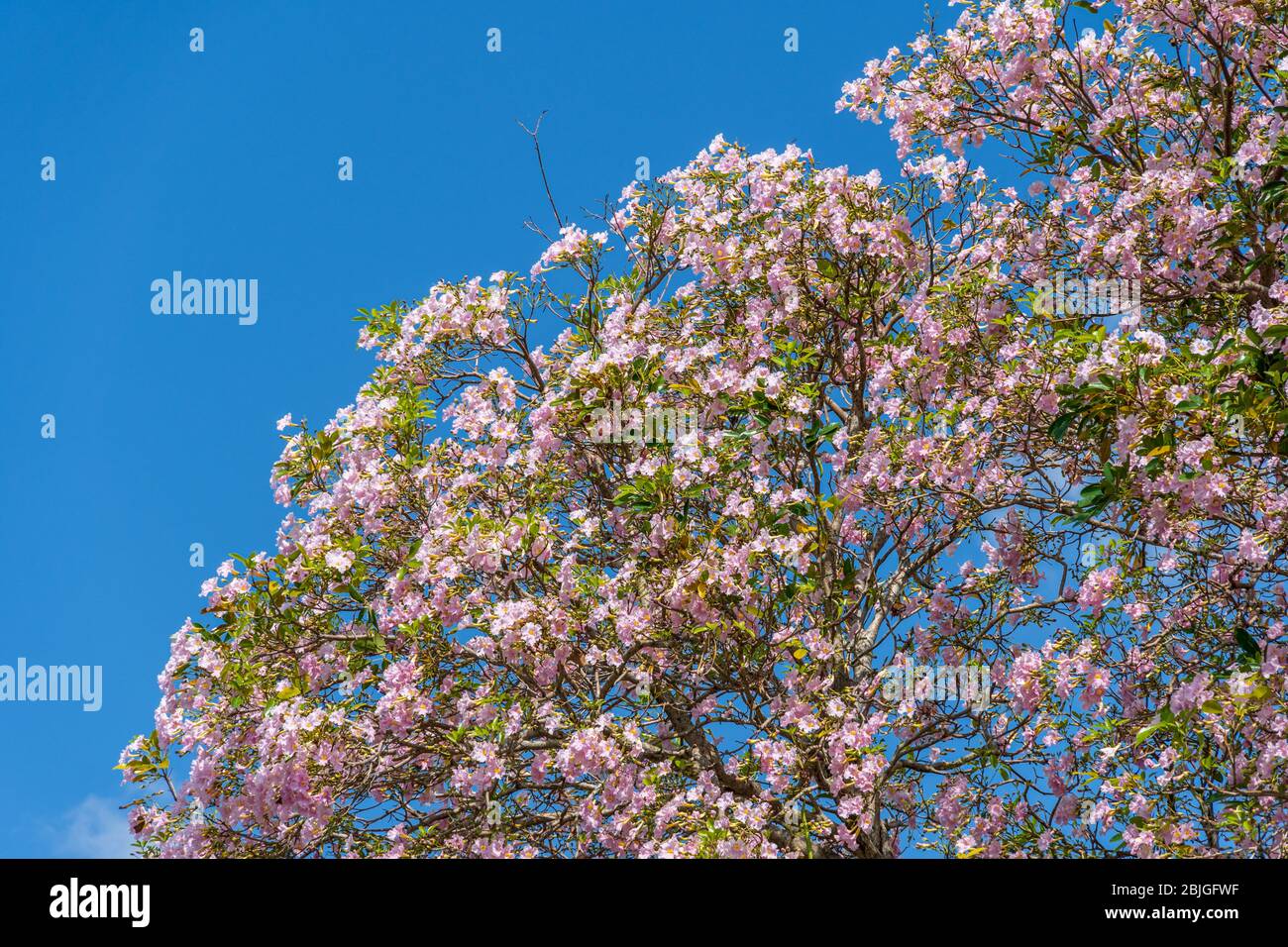 Albero di tromba rosa (Tabebuia eptaphylla a.k.a. Hanroanthus eptaphyllus) - Pembroke Pines, Florida, USA Foto Stock
