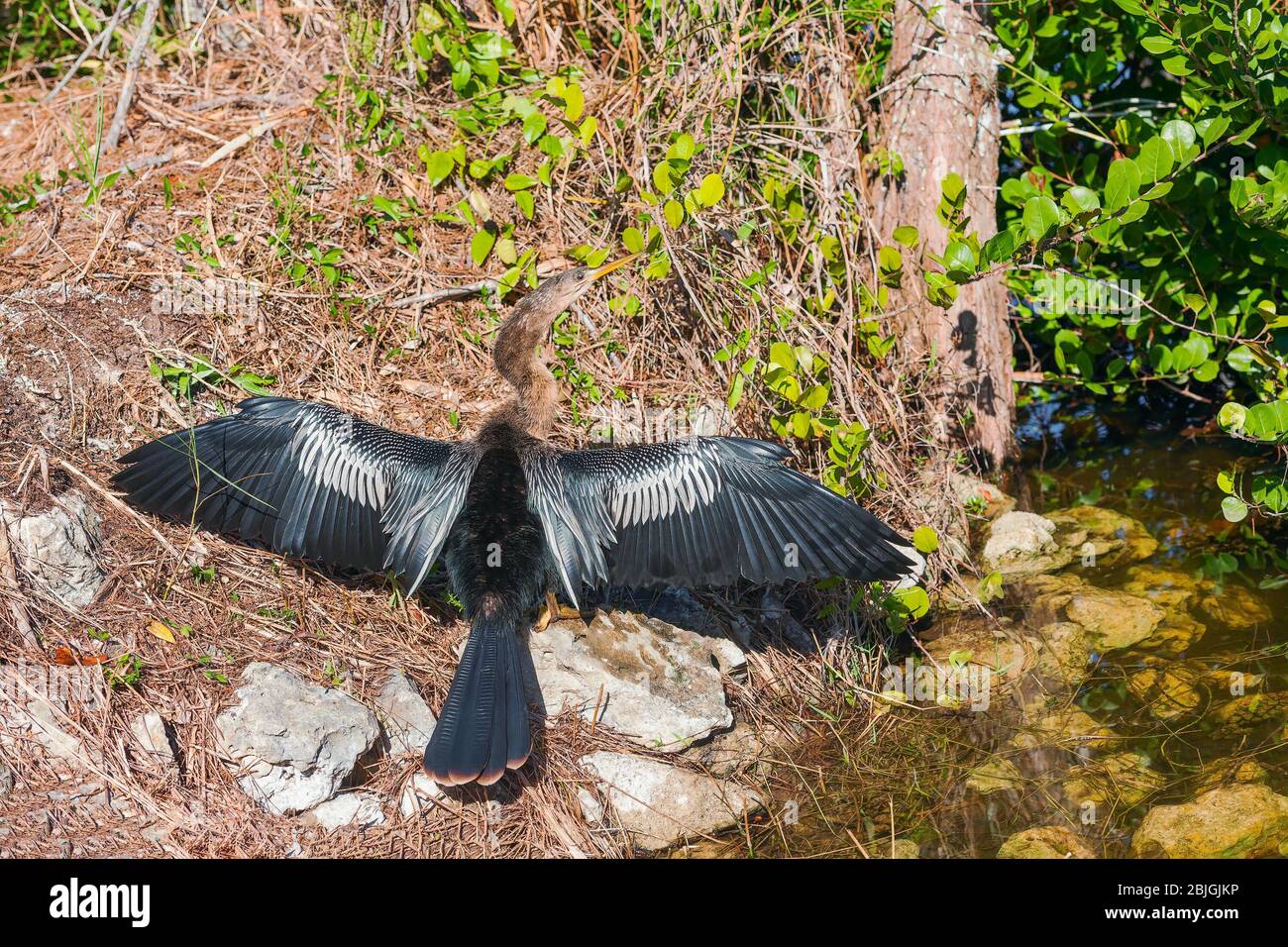 Donne Anhinga (Anhinga anhinga) che asciugano le ali nella Big Cypress National Preserve. Florida. USA Foto Stock