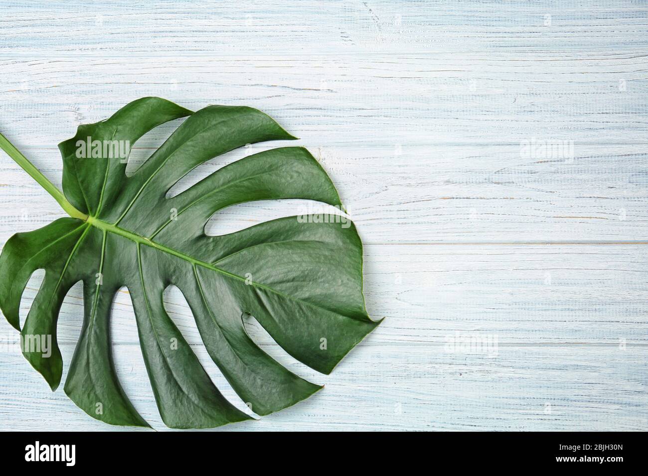 Foglia di monstera su sfondo di legno Foto Stock
