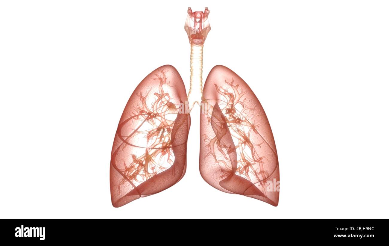Umano Sistema respiratorio polmoni anatomia Foto Stock