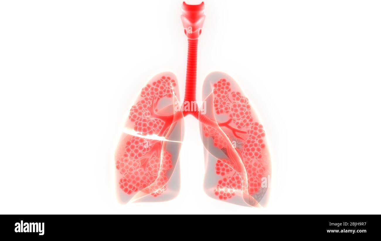 Polmoni del sistema respiratorio umano con anatomia alveoli Foto Stock