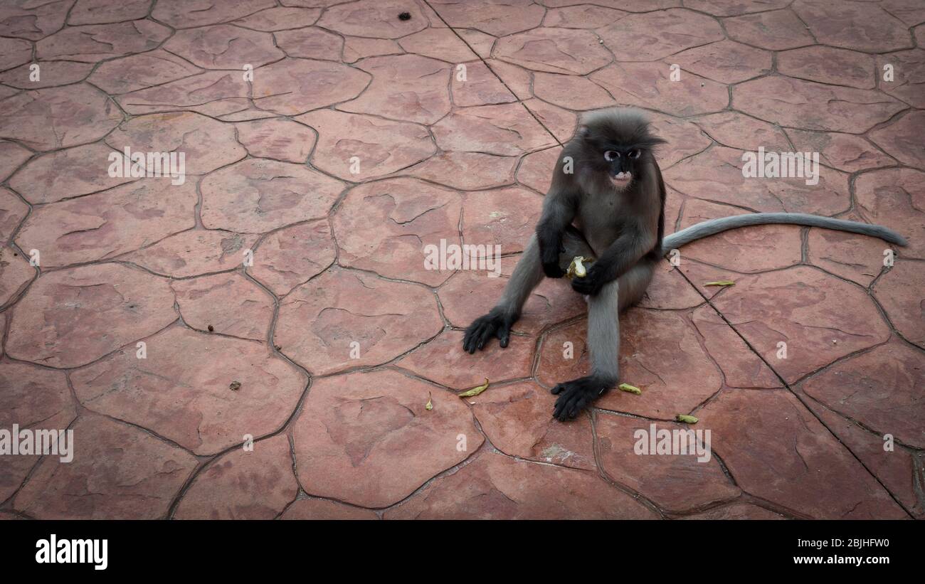 Dusky Monkey seduta su marciapiede rosso lastricato guardando verso di esso è a sinistra in Khao Lommuak Thailandia Foto Stock