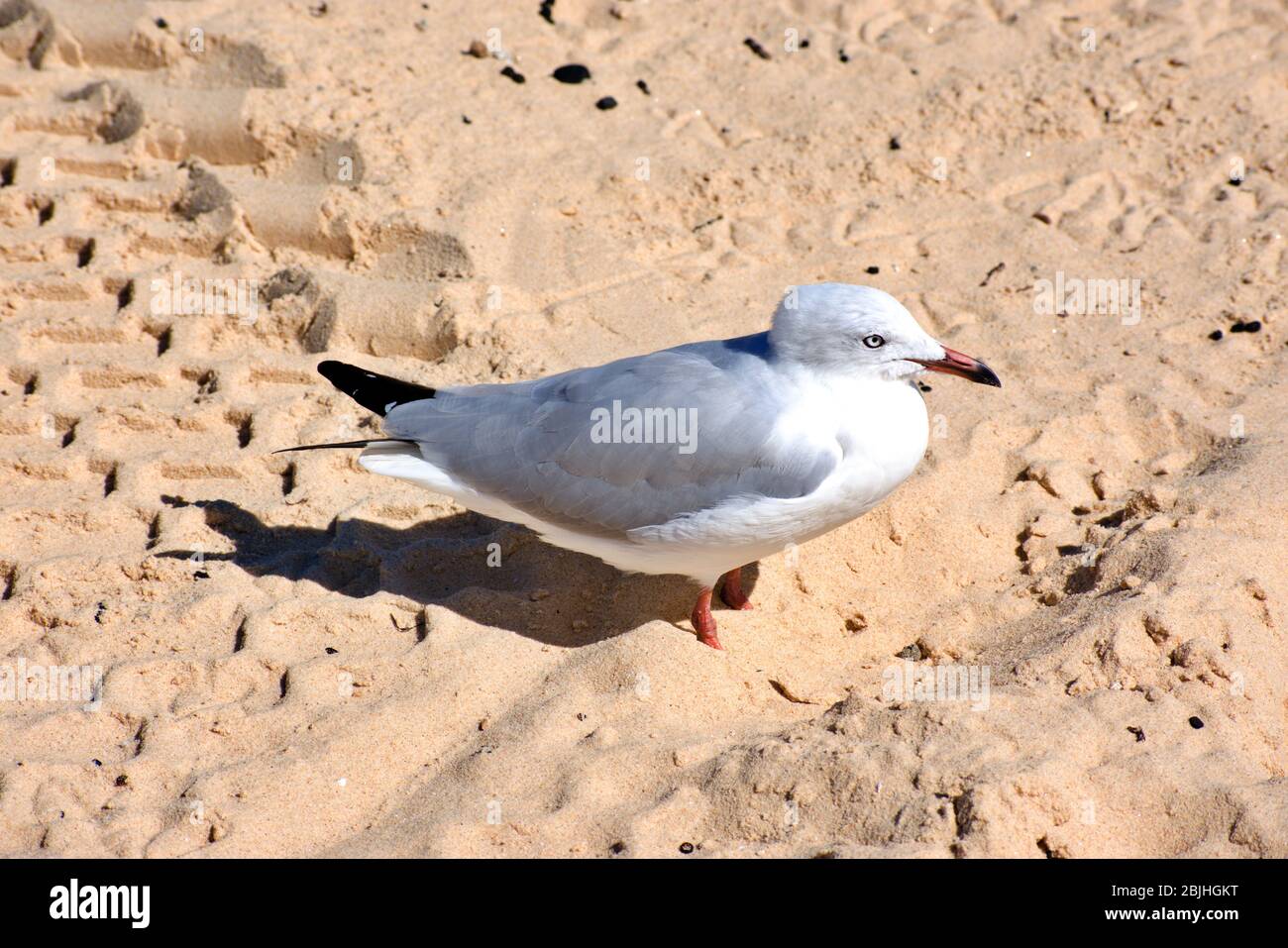 Gabbiano 1 Foto Stock