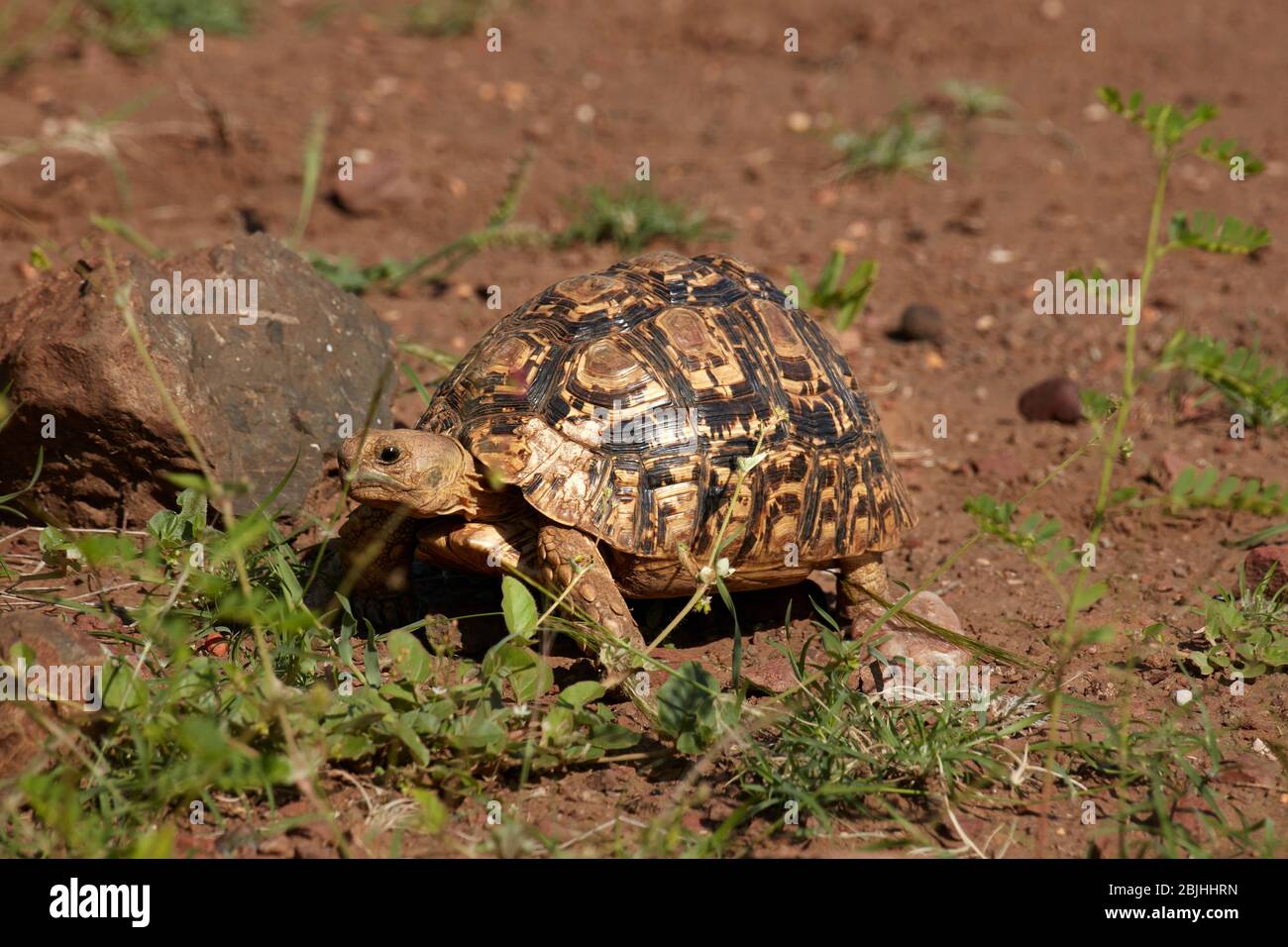 Tartaruga leopardata ( Stigmochelys pardalis ), Parco Nazionale Kruger, Sudafrica Foto Stock