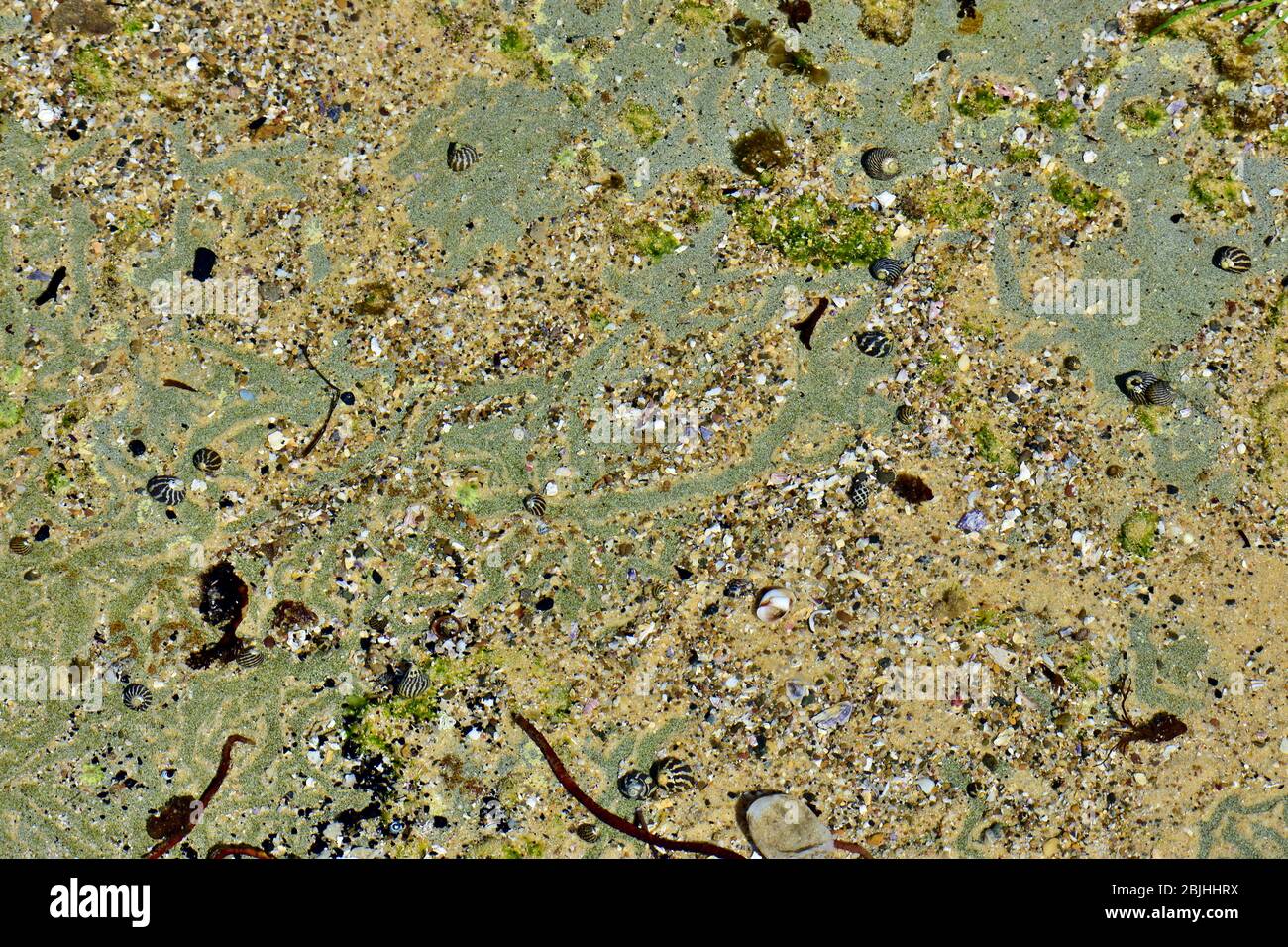 lumache di mare 3 Foto Stock