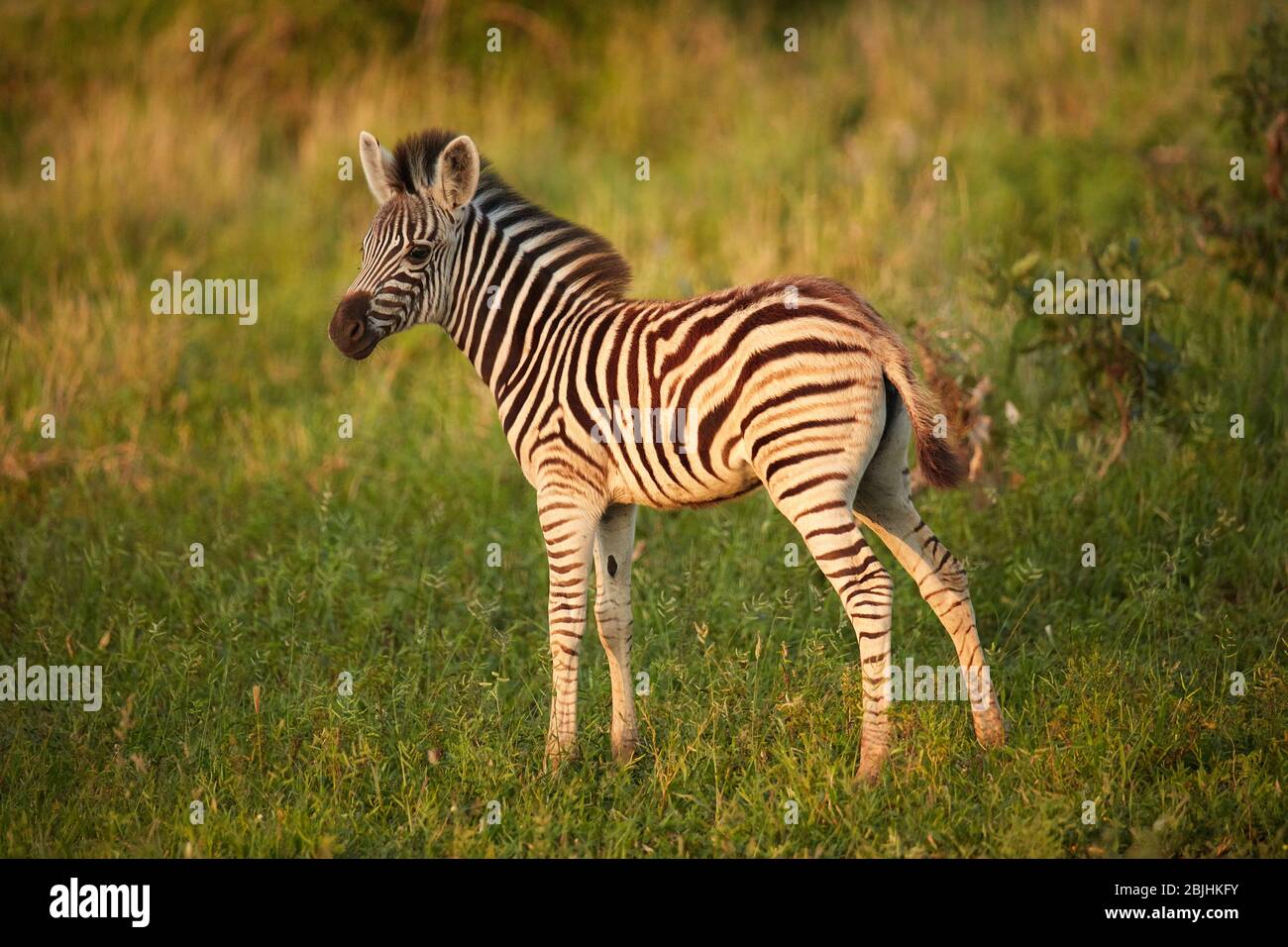 Il fallo zebra di Burchell (Equus quagga burchellii), il Parco Nazionale Kruger, Sudafrica Foto Stock