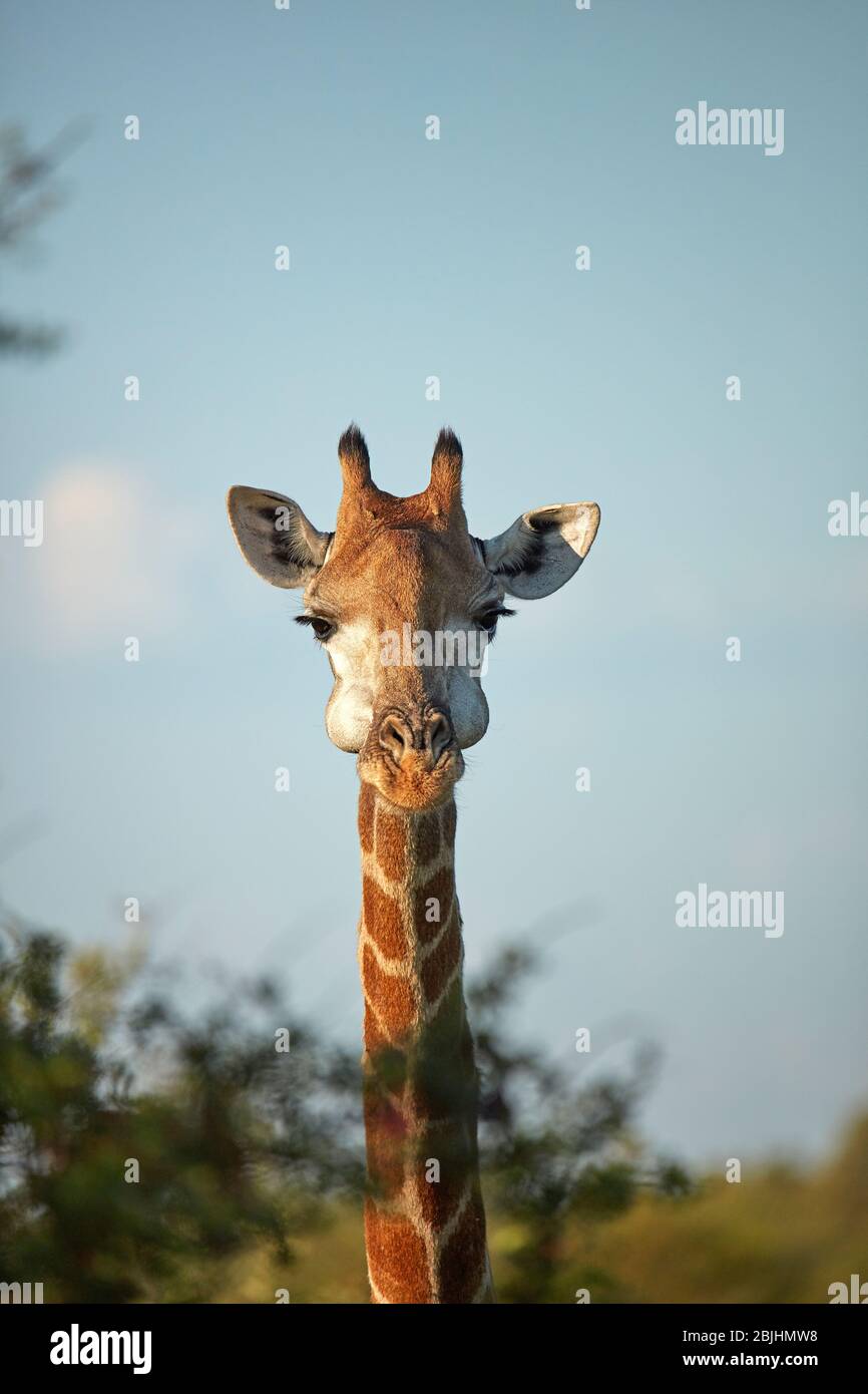 Sud Africa (Giraffa Giraffa camelopardalis giraffa), Kruger National Park, Sud Africa Foto Stock