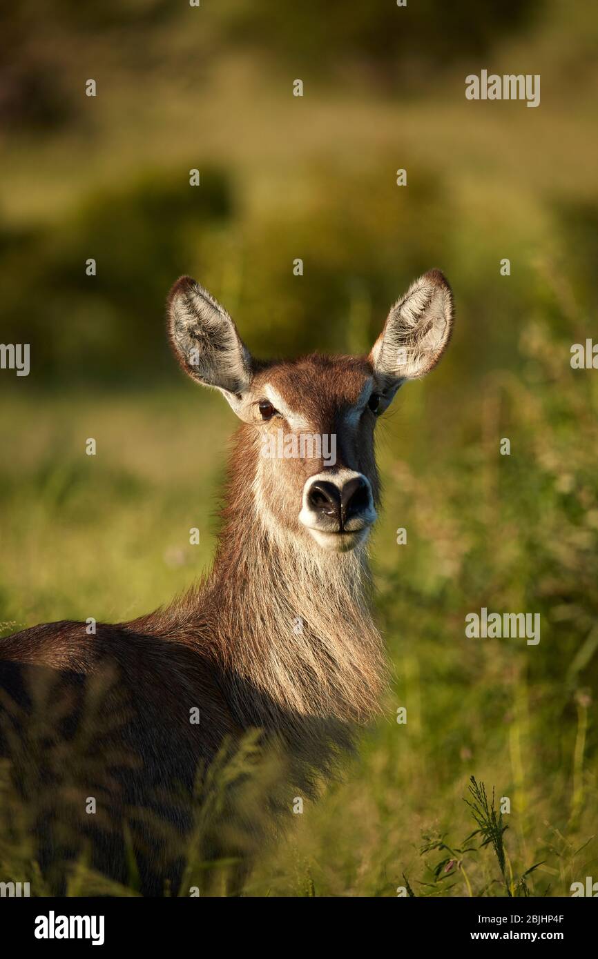 Waterbuck femminile (Kobus ellissiprymnus ellissiprymnus), Parco Nazionale Kruger, Sudafrica Foto Stock