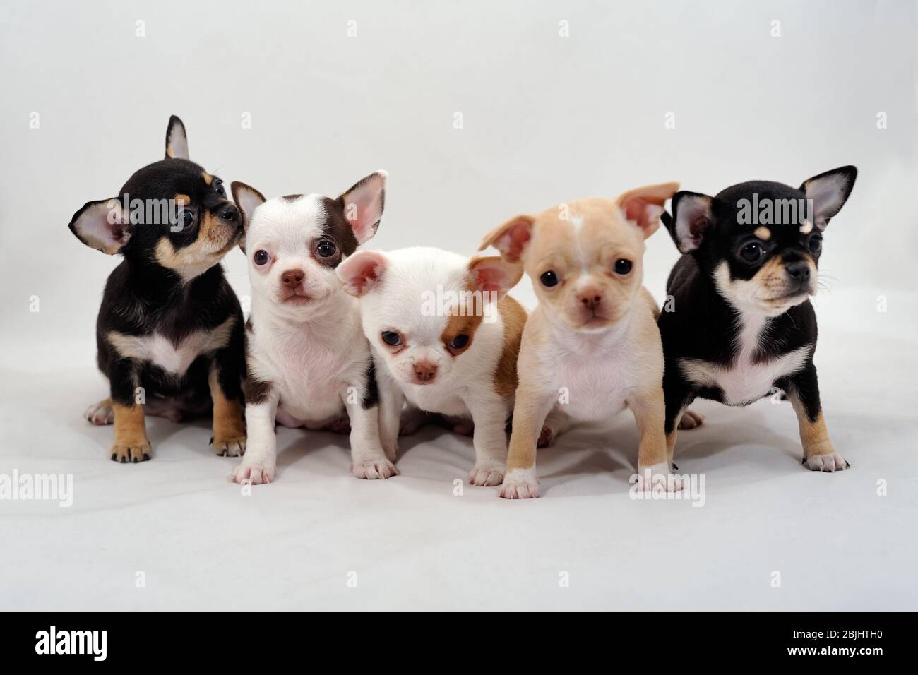 Cuccioli di Chihuahua dai capelli lisci Foto Stock