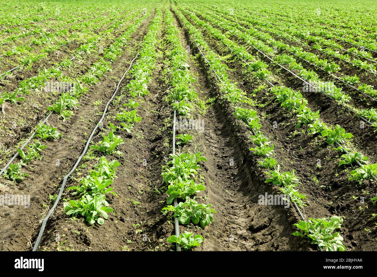 Letti di cespugli di patate su piantagione Foto Stock