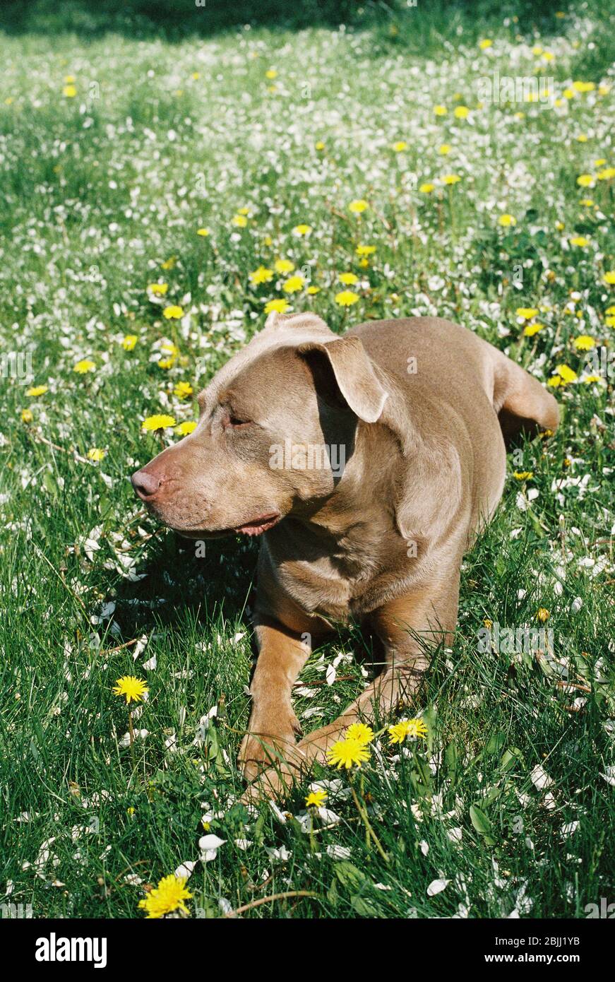 Bel cane da buca che giace in fiori e erba fuori in una giornata di sole. Vista laterale dei migliori amici dell'uomo godendo del tempo all'aperto durante l'estate. Foto Stock