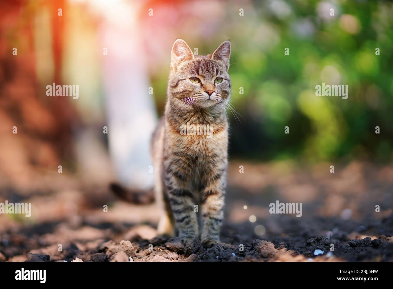 Ritratto gatto grigio. Gatto in giardino Foto Stock