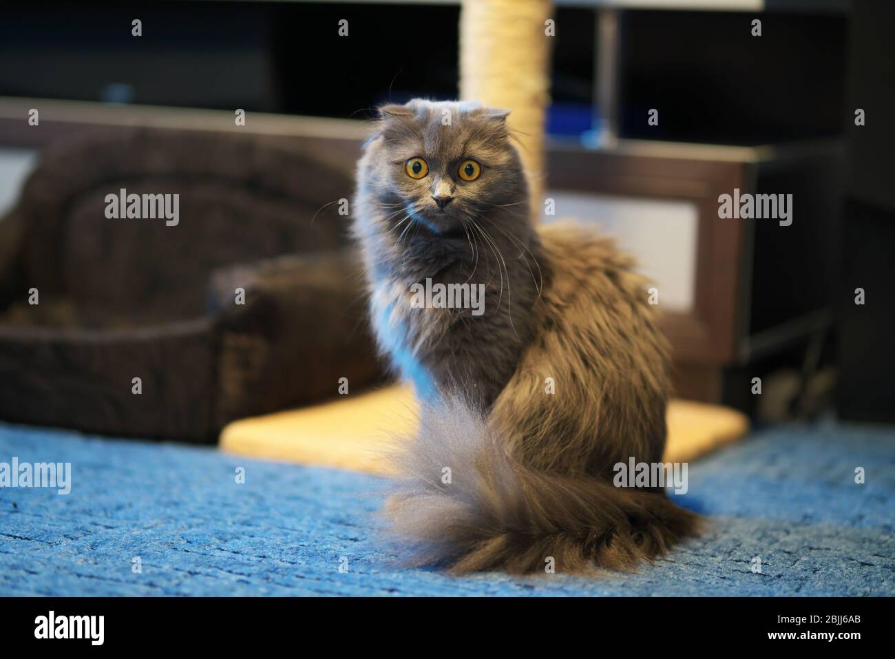 Grigio inglese longhair gatto ritratto. Foto Stock