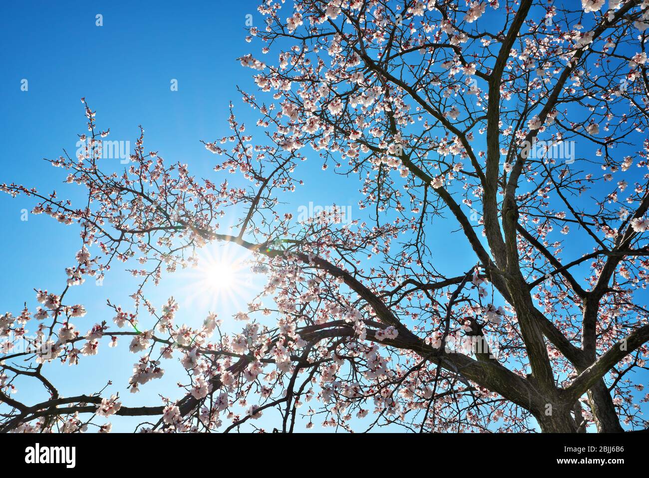 albero di albicocca al momento della fioritura con sfondo solare Foto Stock