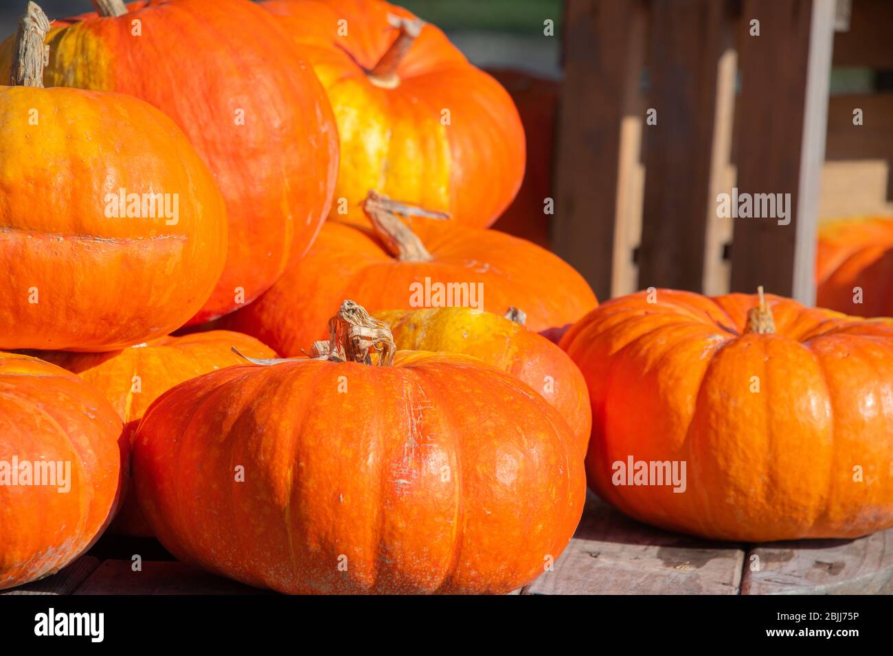 Piccola pila di zucche arancioni luminose che riflettono il sole Foto Stock