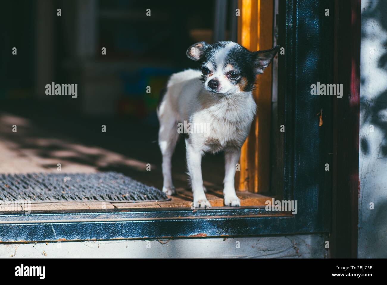 Un piccolo e divertente cane Chihuahua in piedi vicino all'ingresso della casa e godendo la luce del sole. Concetto Stay at Home Foto Stock