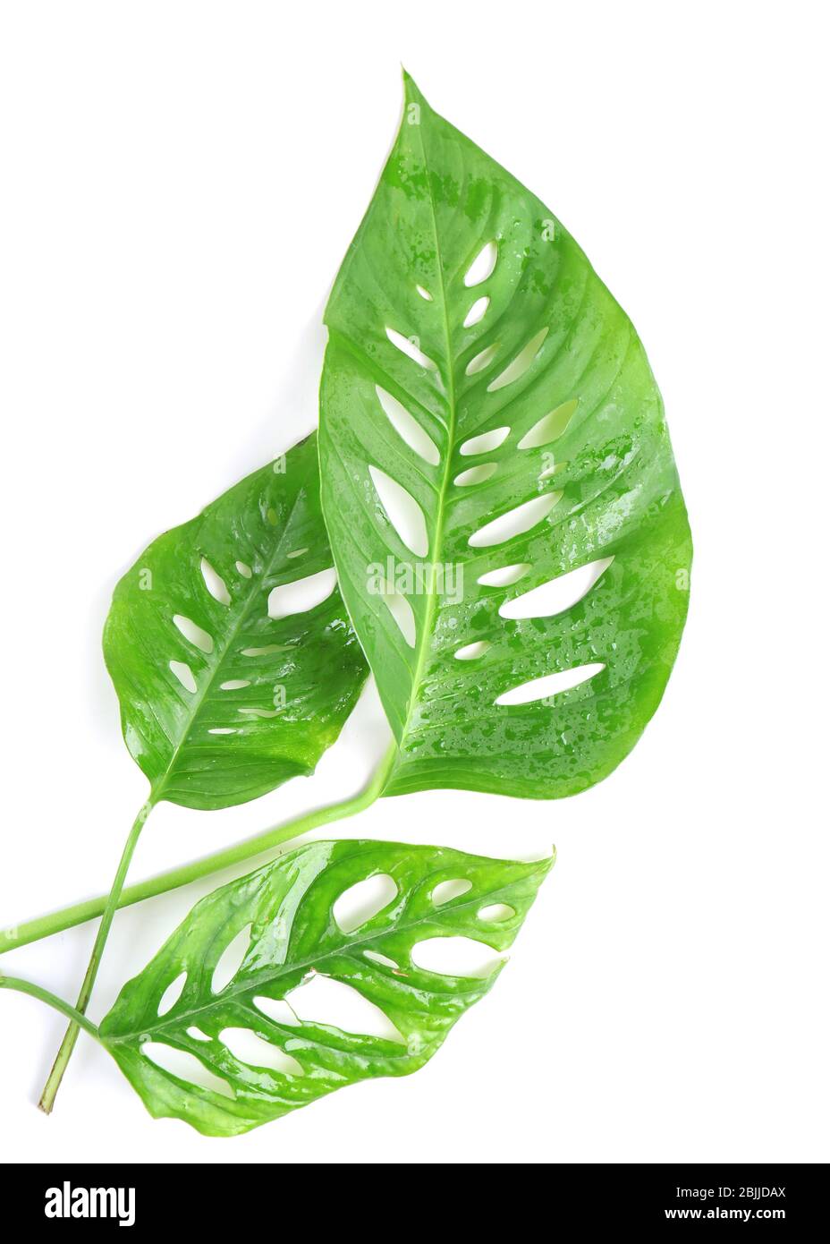 Verde foglie tropicali su sfondo bianco Foto Stock