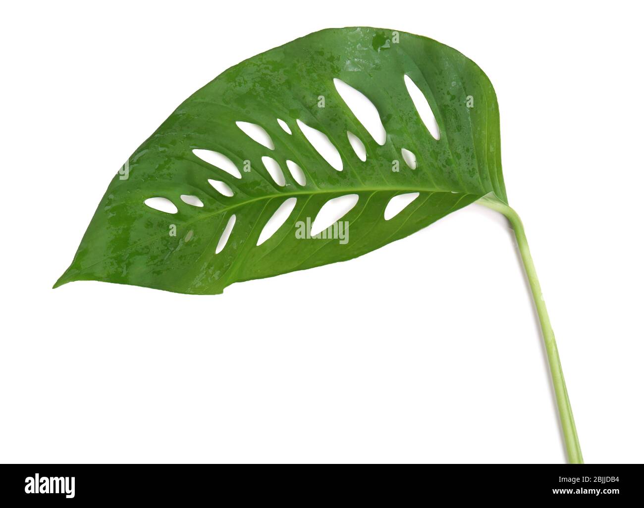 Verde foglia tropicale su sfondo bianco Foto Stock
