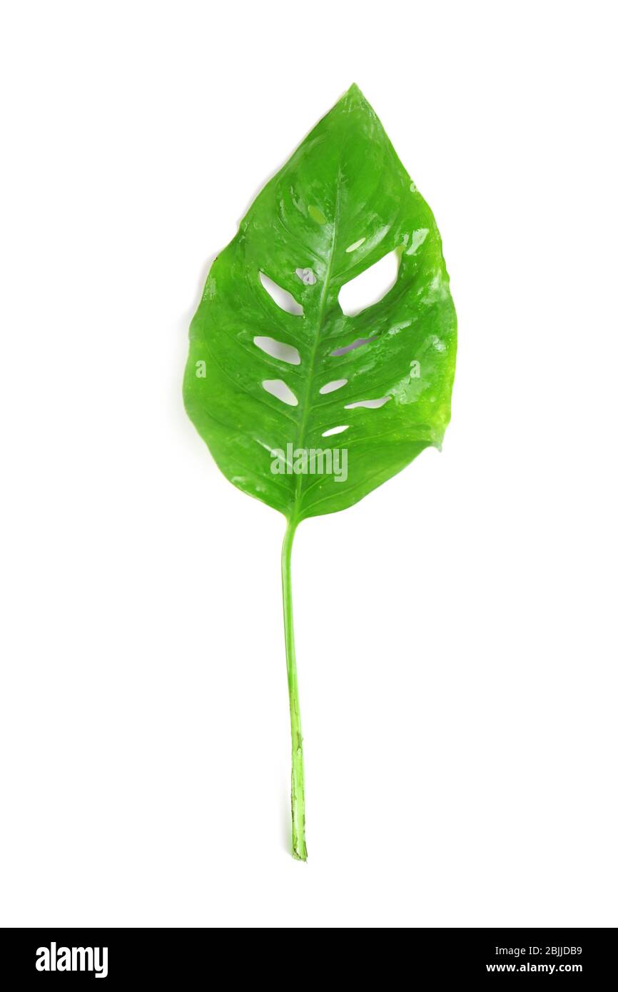 Verde foglia tropicale su sfondo bianco Foto Stock