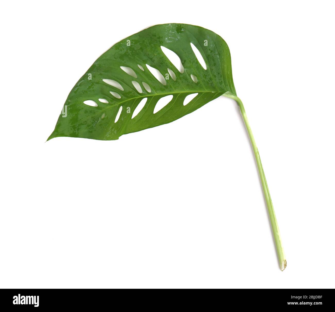 Verde foglia tropicale su sfondo bianco Foto Stock