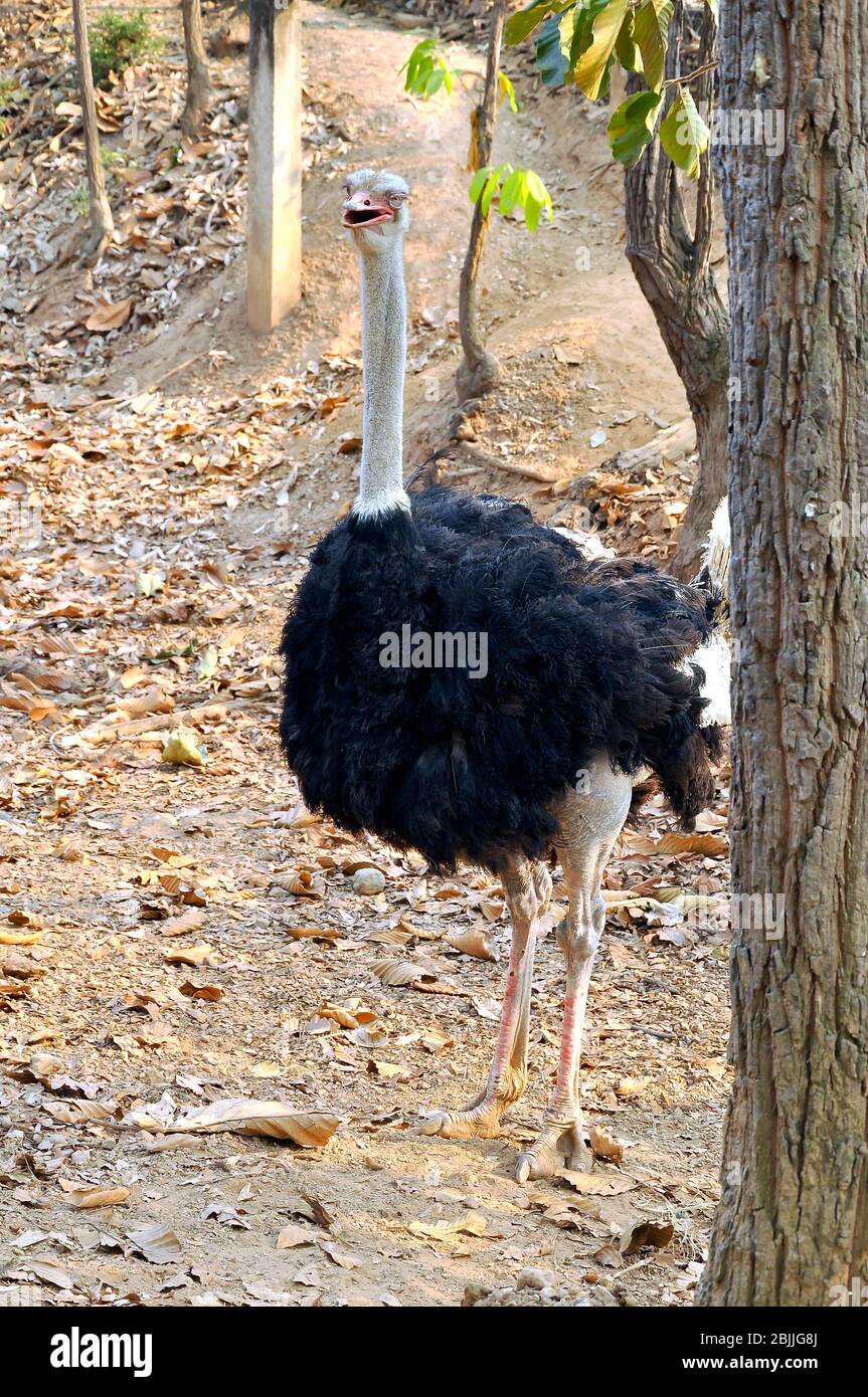 Lo struzzo è l'uccello vivente più grande e più pesante. Foto Stock