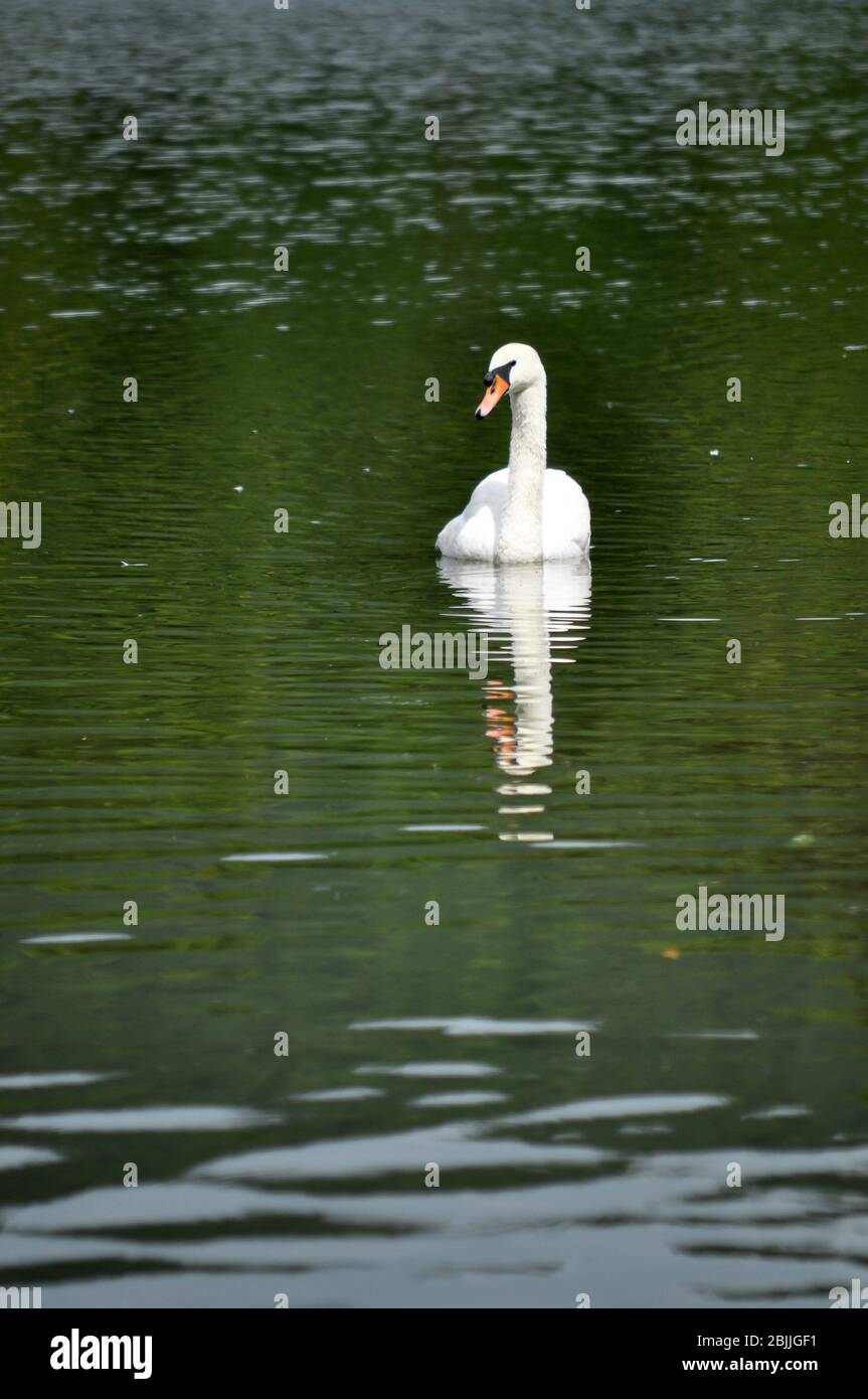 Il Mute Swan è protetto nella maggior parte della sua gamma, ma questo non ha impedito la caccia illegale e bracconaggio. Foto Stock