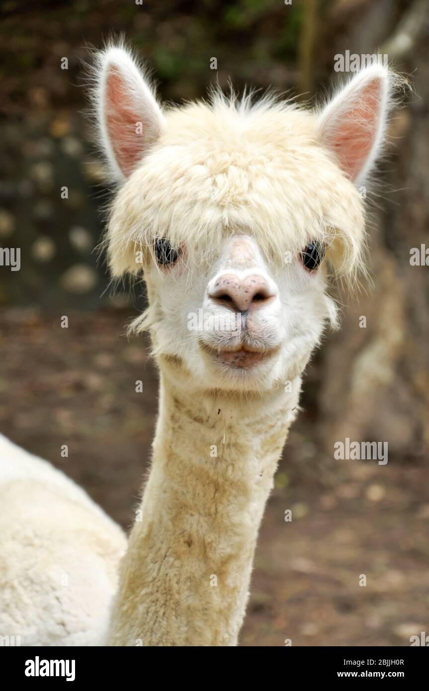 Un alpaca è una specie addomesticata di camelide sudamericano. Foto Stock